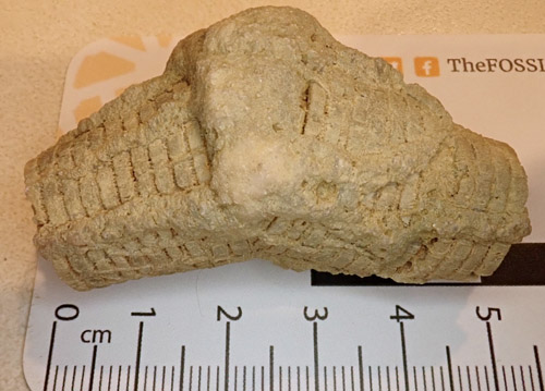 fossil