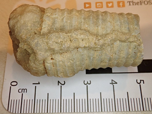 fossil