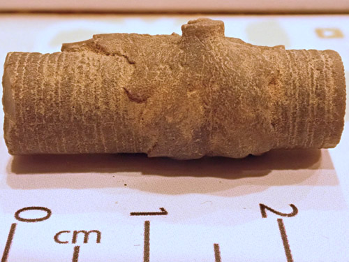 fossil