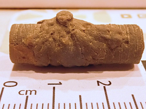 fossil