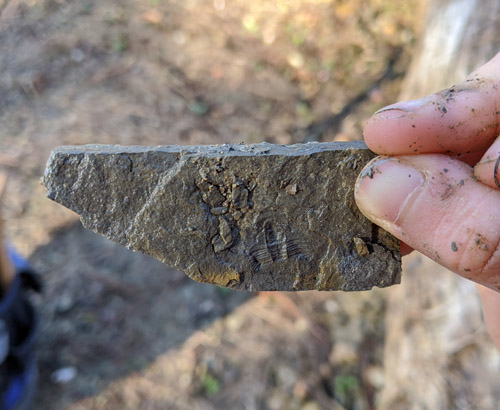 fossils