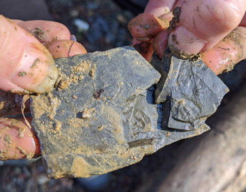 fossils