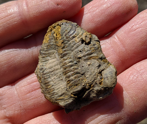 fossils