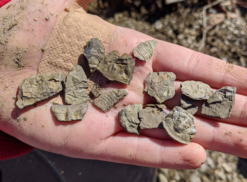 fossils