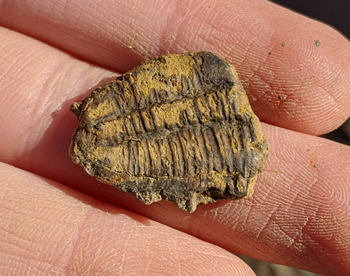 fossils