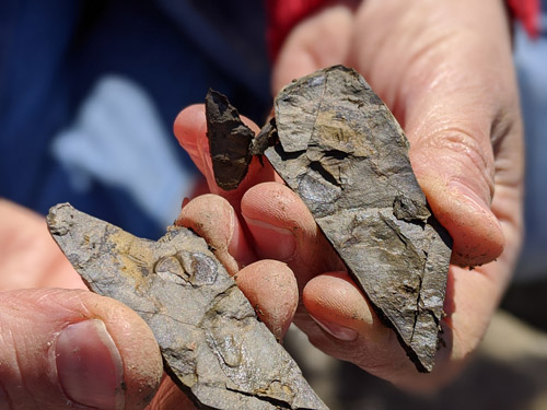 fossils