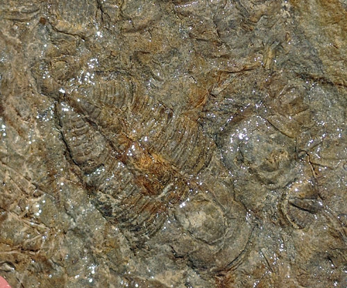 fossils