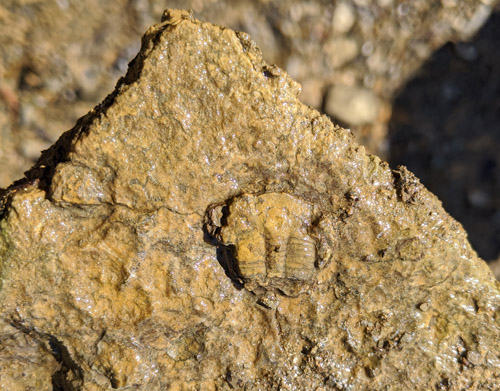 fossils
