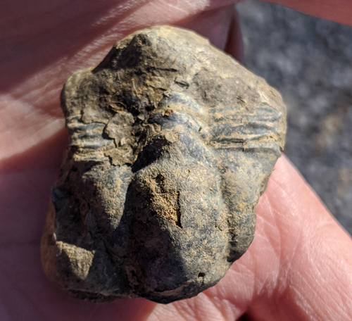 fossils