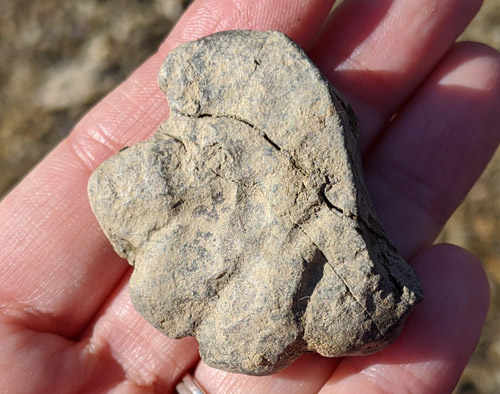 fossils