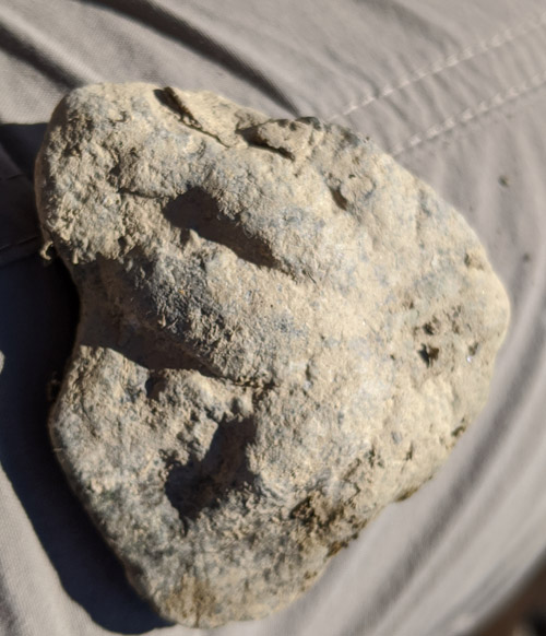 fossils