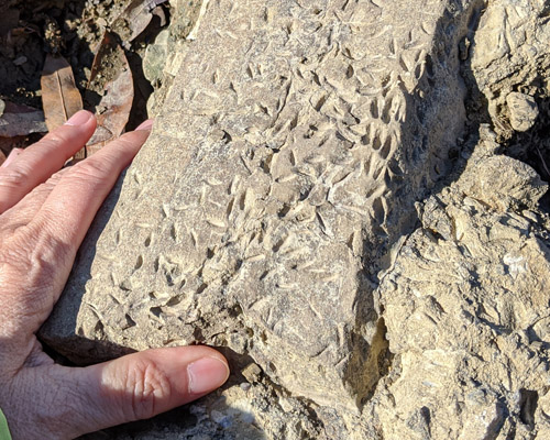 fossils
