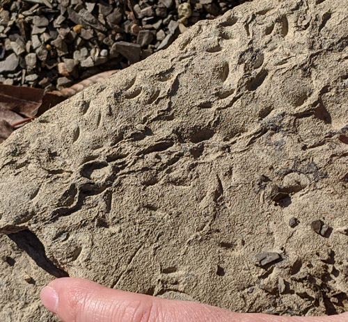 fossils