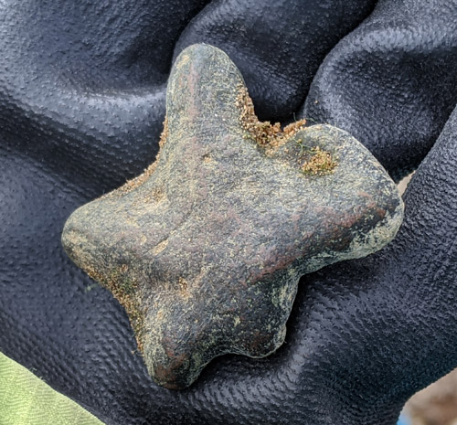 fossils