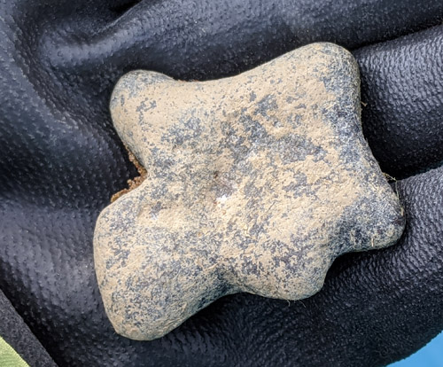 fossils
