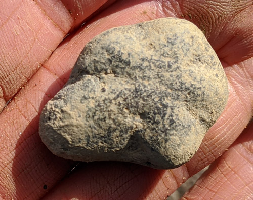 fossils