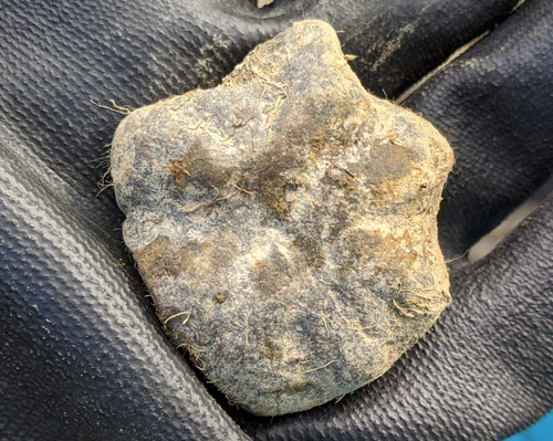 fossils