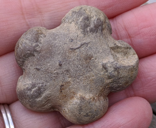 fossils