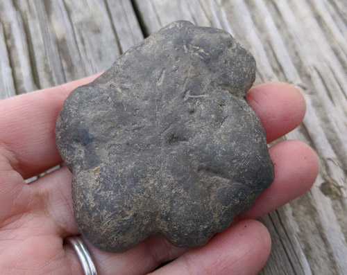 fossils