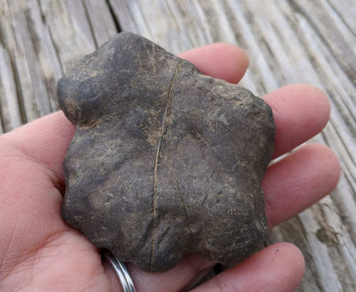 fossils