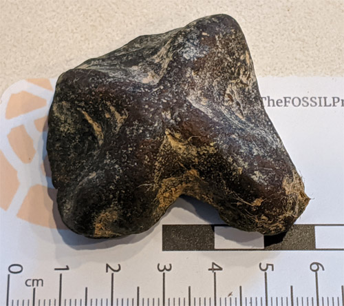 fossils