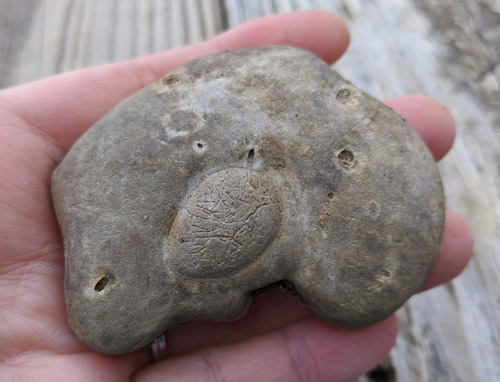 fossils