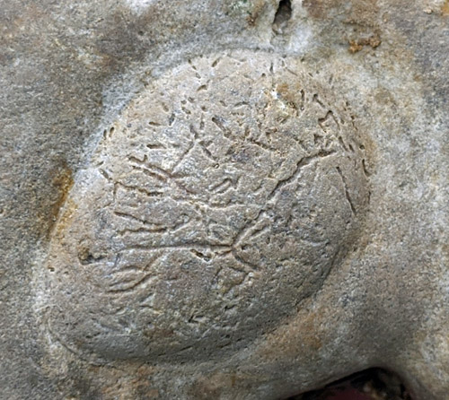fossils