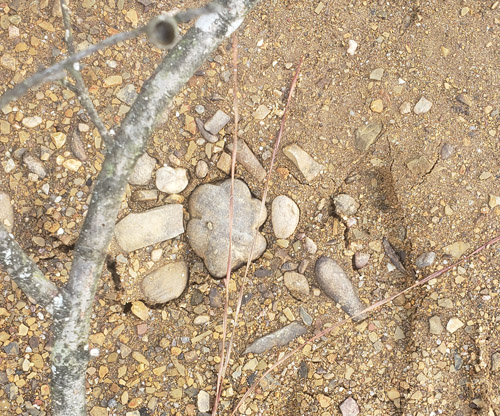 fossils