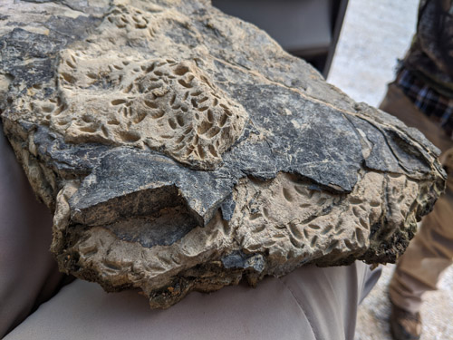 fossils