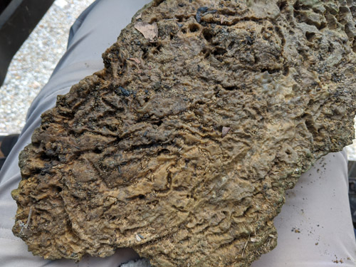 fossils