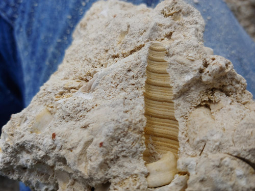 fossils