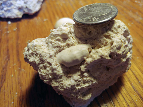 fossils