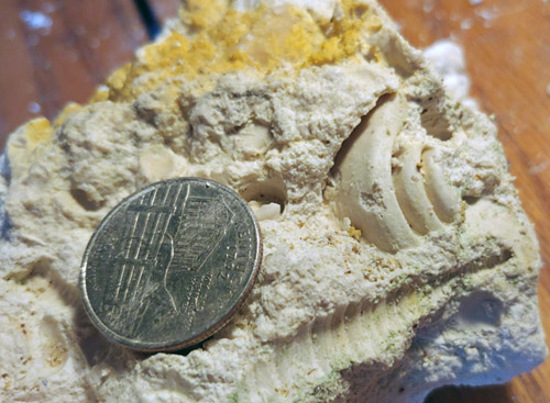 fossils