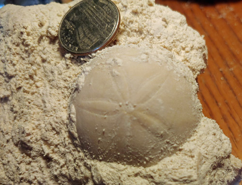 fossils