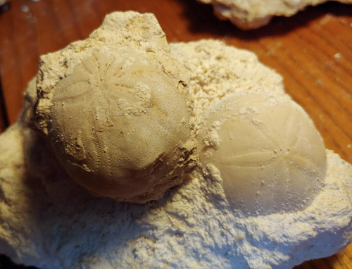 fossils