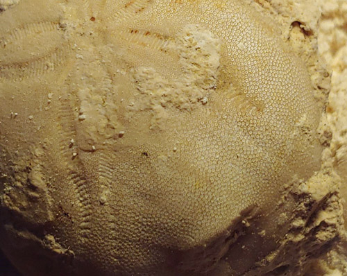 fossils