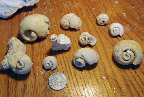 fossils