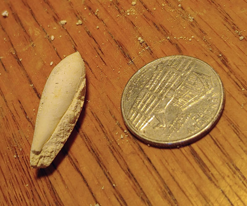 fossils