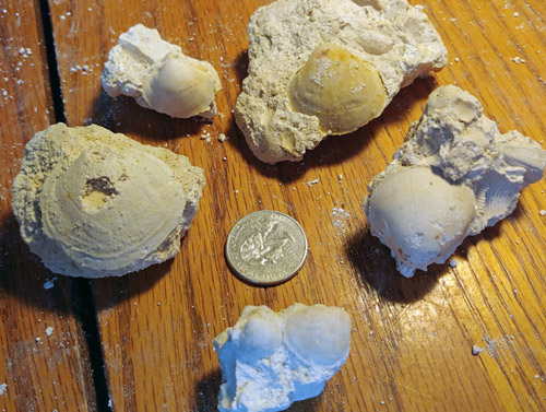 fossils