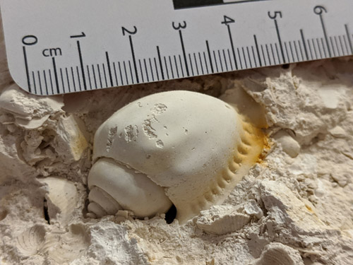 fossils