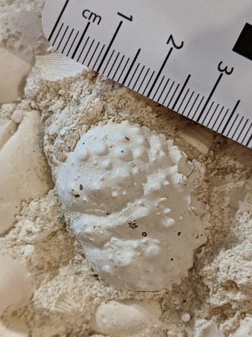 fossils