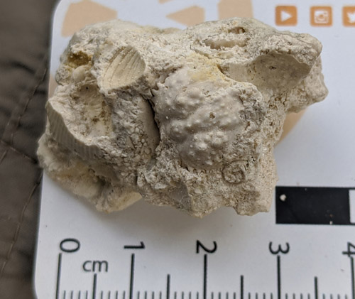 fossils