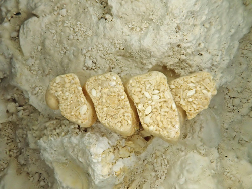 fossils