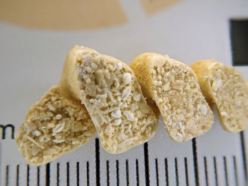 fossils