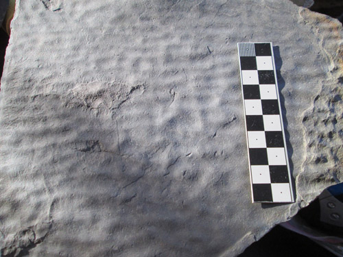 fossil