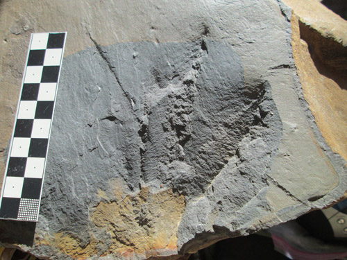 fossil