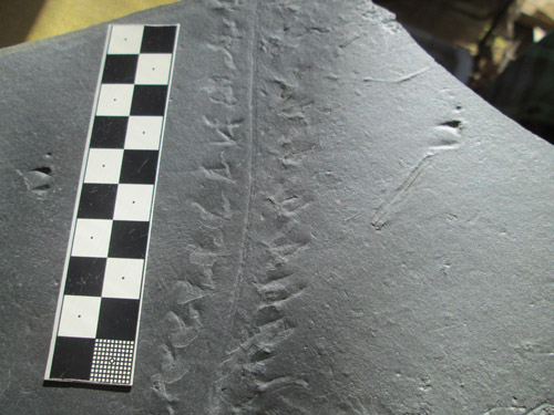 fossil
