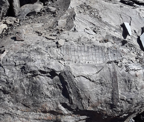fossil