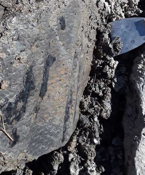 fossil