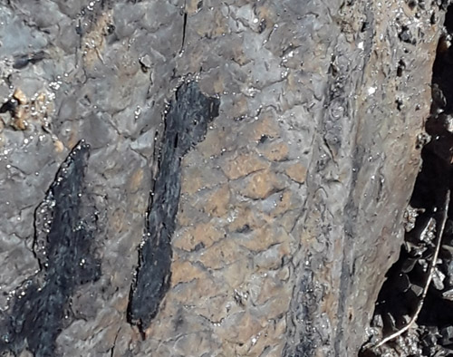 fossil
